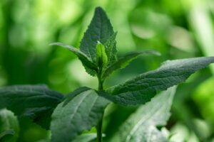 Photo health benefits of herbs